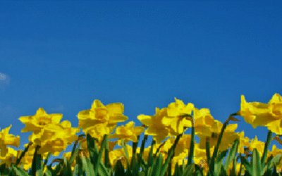 This is Daffodil Month
