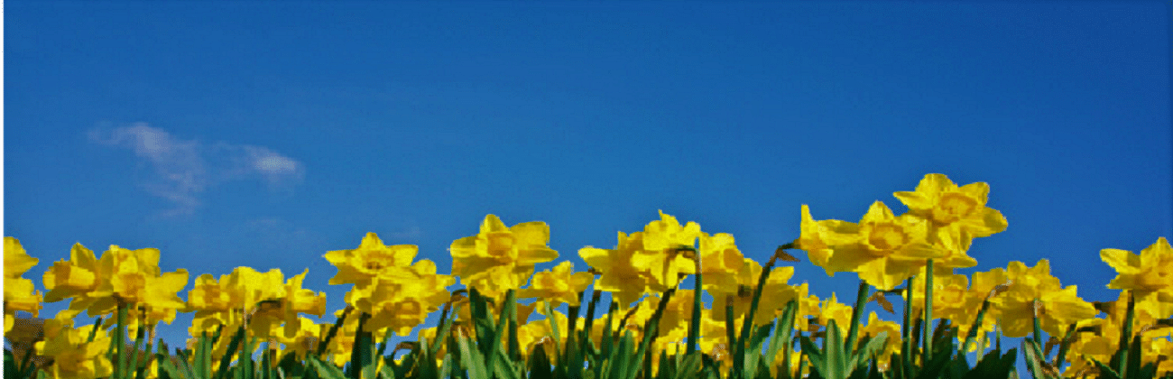 April is daffodil month